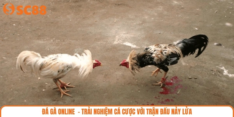 Đá Gà Online – Trải Nghiệm Cá Cược Với Trận Đấu Nảy Lửa
