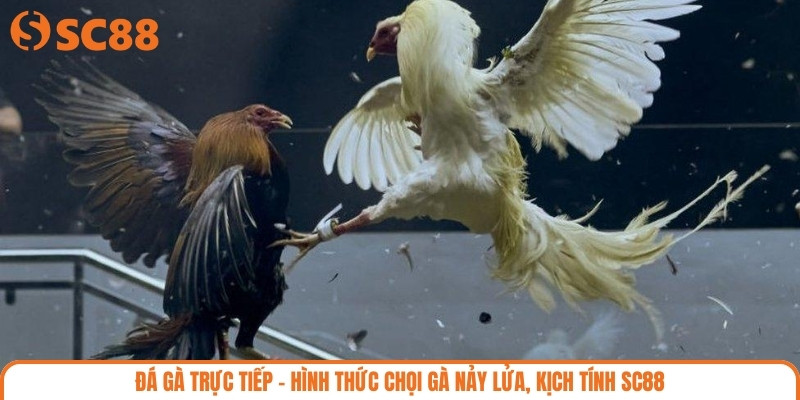 Đá Gà Trực Tiếp – Hình Thức Chọi Gà Nảy Lửa, Kịch Tính SC88