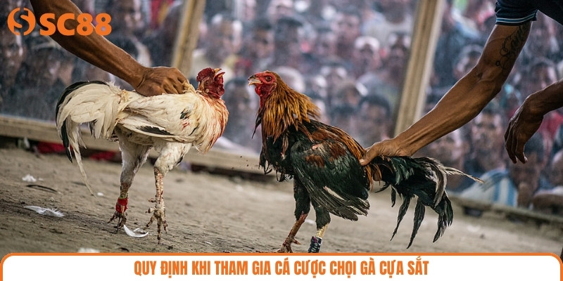 Quy định khi tham gia cá cược chọi gà cựa sắt