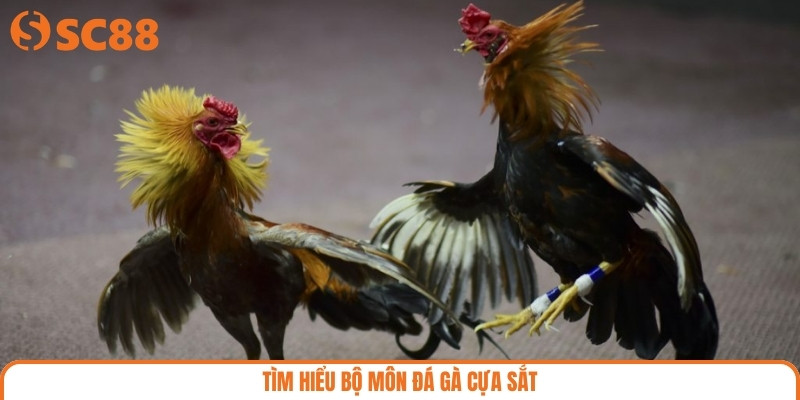 Tìm hiểu bộ môn đá gà cựa sắt